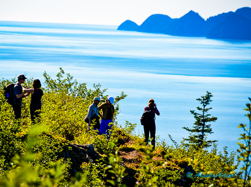 Kenai Fjords 1124